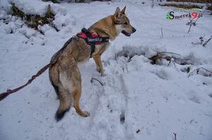 Bieszczadzki dogtreking 