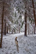 Wypoczynek w Bieszczadach